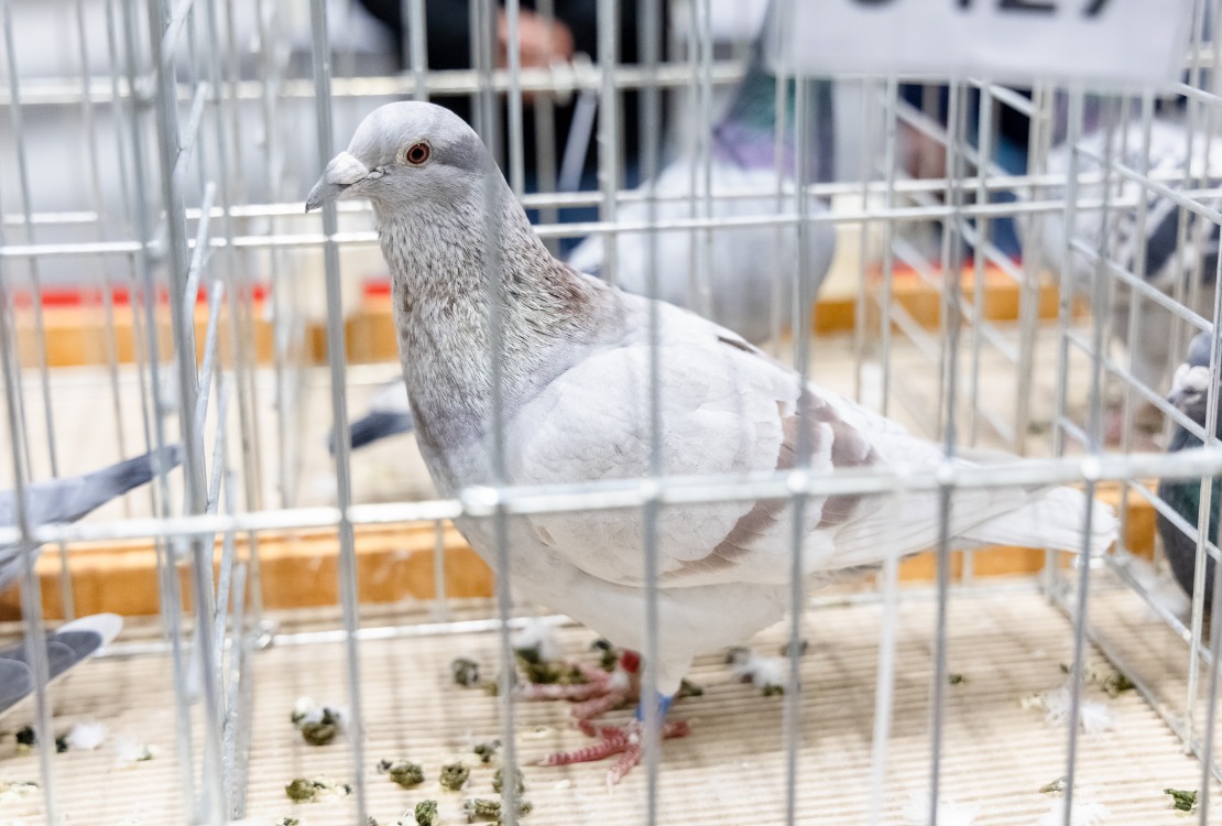 69. Országos Postagalamb Kiállítás a Hungarikum Ligetben