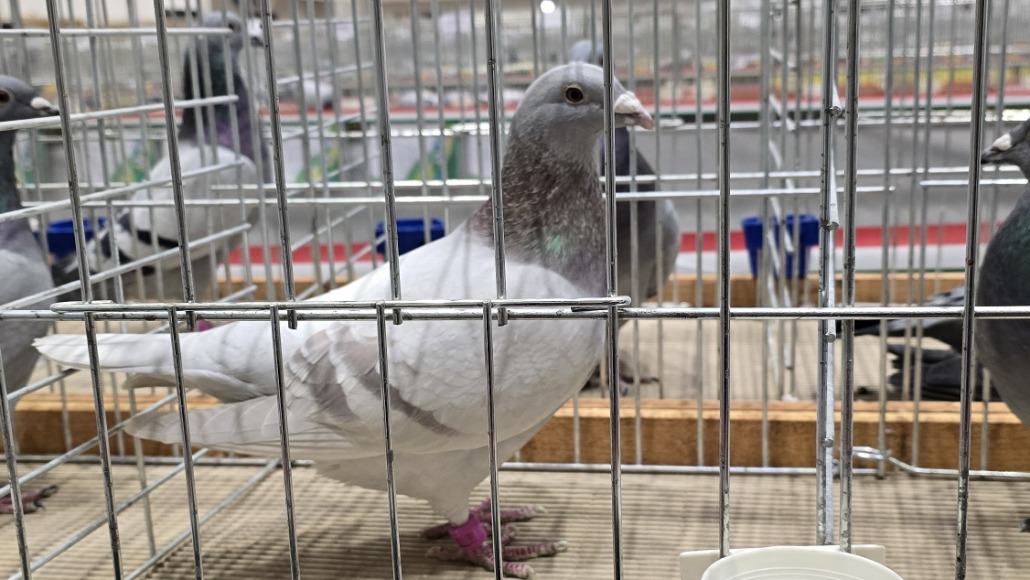 01.31.-02.02. 68. Országos Postagalamb Kiállítás